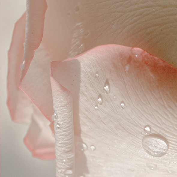 Intense Roses Musk Extrait de Parfum