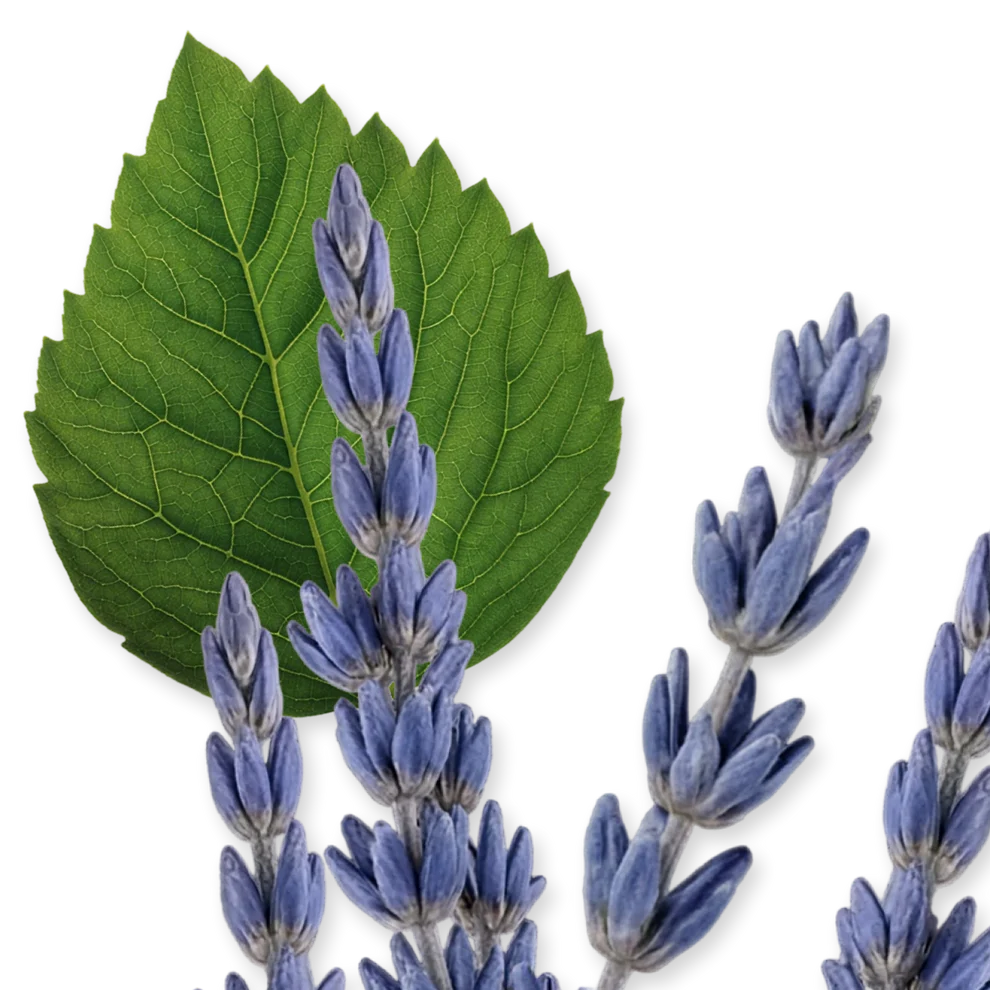 Layton Eau de Parfum