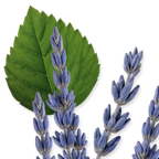 Layton Eau de Parfum
